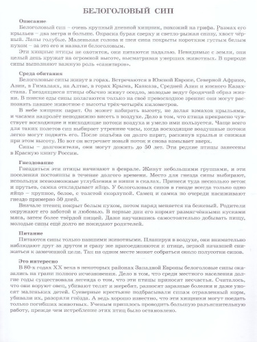 Дидактический материал "Хищные птицы"