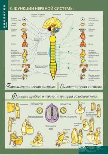 Биология 8-9 класс. Таблицы. Человек. Методическое пособие