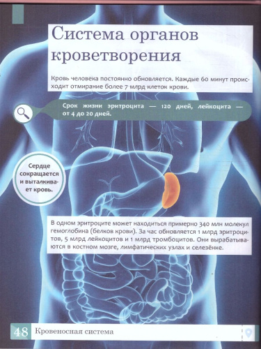 Энциклопедия. Тело человека. Умная энциклопедия