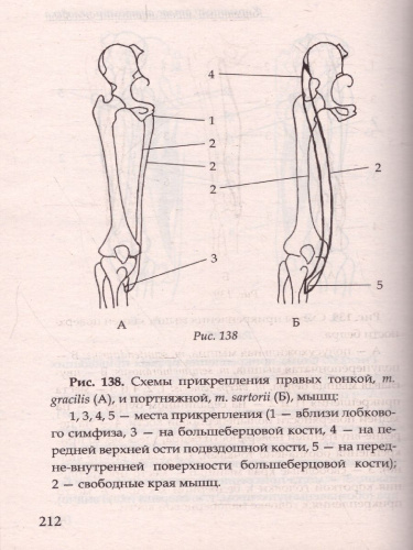Карманный атлас анатомии человека