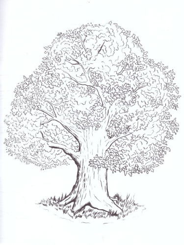 Раскраска "Деревья"