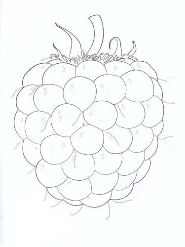 Раскраска Цветная палитра "Ягоды"