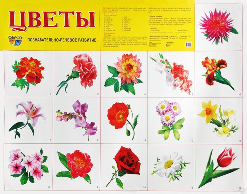 Демонстрационный плакат Цветы садовые /А2
