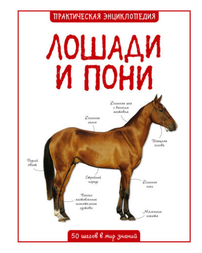 Лошади и пони. Практическая энциклопедия. 50 шагов в мир знаний