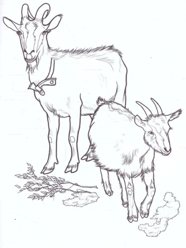 Раскраска "Домашние животные"