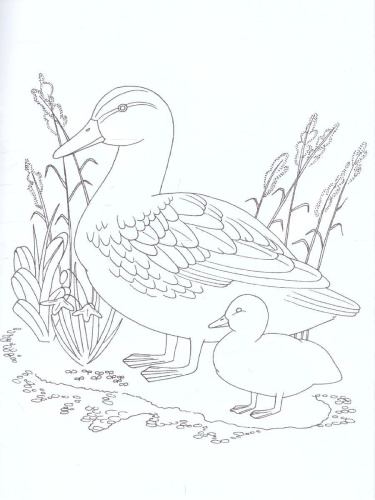 Раскраска "Перелетные птицы"