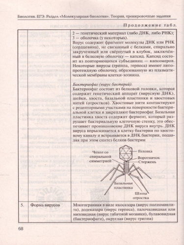 Биология 11 класс. Раздел "Молекулярная биология" Теория, тренировочные задания