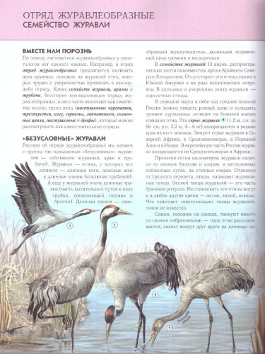 Птицы. Полная энциклопедия