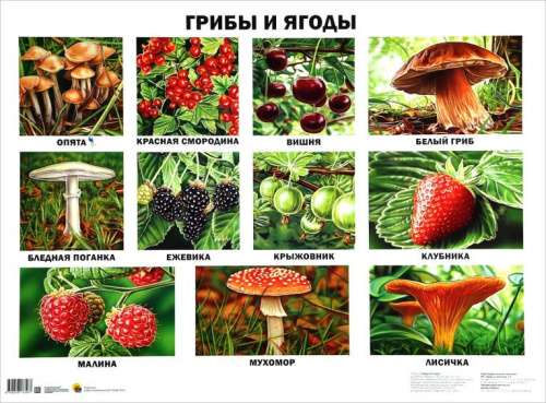 Плакат. Грибы и ягоды