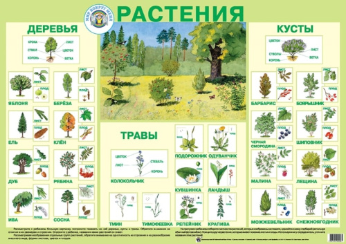 Плакат "Растения"