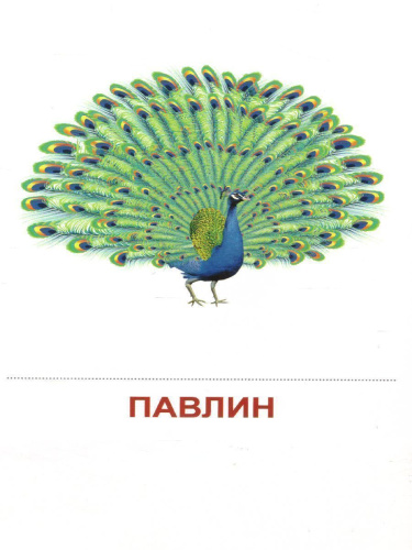 Демонстрационные картинки СУПЕР. Птицы домашние и декоративные. 16 демонстрационных картинок с текстом 173х220 мм