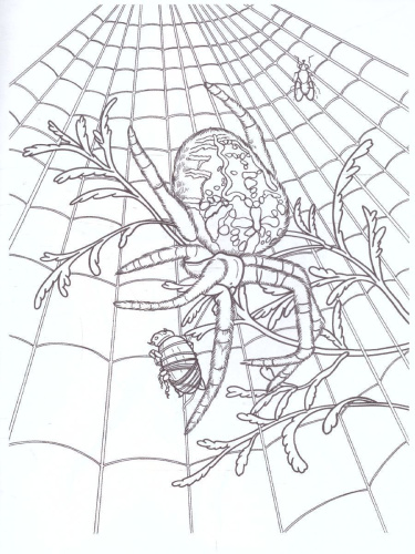 Раскраска "Насекомые-2"