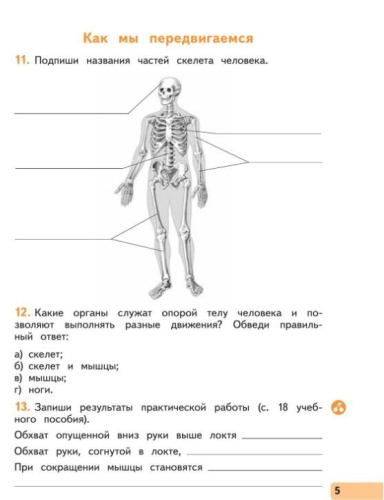 Окружающий мир 3 класс. Рабочая тетрадь. В 2-х частях. Часть 2 к новому учебному пособию