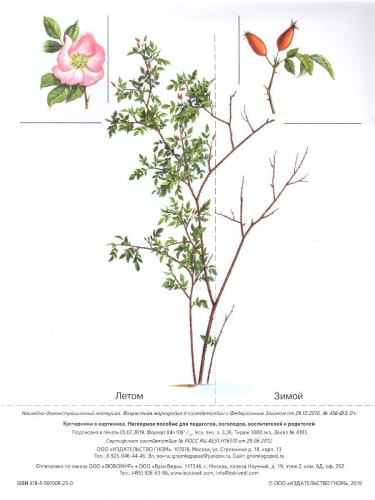 Кустарники в картинках. Наглядное пособие для педагогов, логопедов, воспитателей и родителей