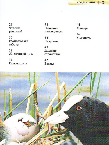 Животные