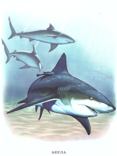 Дидактический материал "Обитатели океанов"