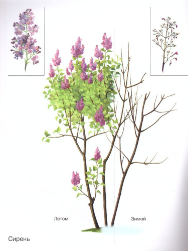 Кустарники в картинках. Наглядное пособие для педагогов, логопедов, воспитателей и родителей