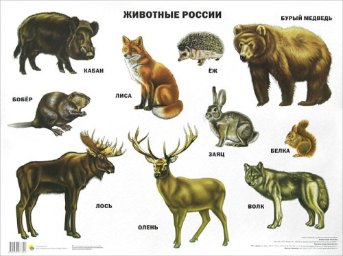 Плакат. Животные России
