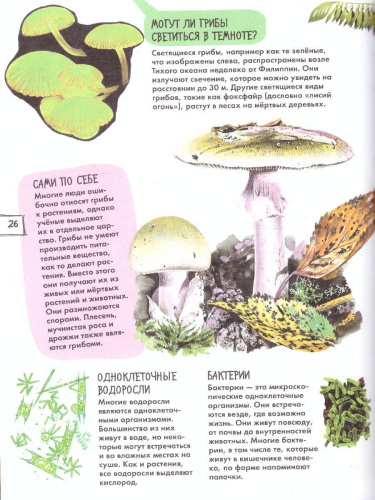 Растения /ДетЭнц (best)
