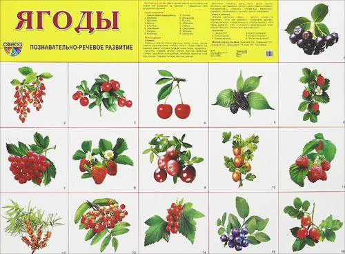 Демонстрационный плакат Ягоды /А2