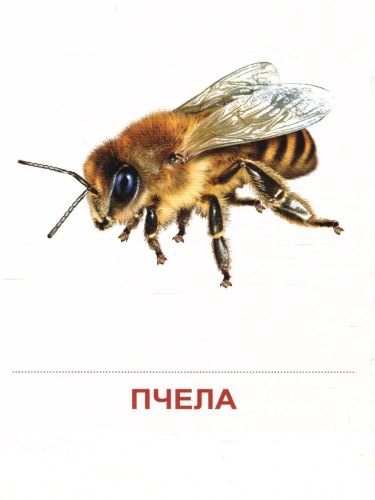 Демонстрационные картинки СУПЕР. Насекомые. 16 демонстрационных картинок с текстом 173х220 мм