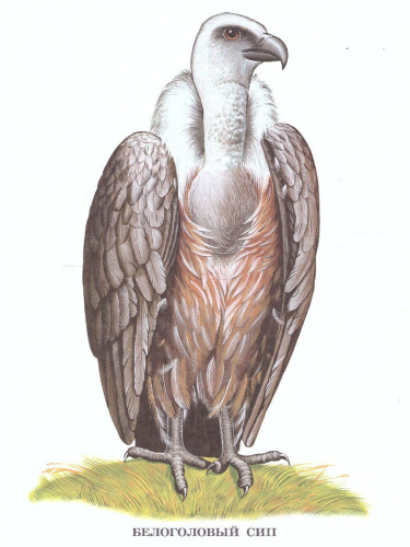 Дидактический материал "Хищные птицы"