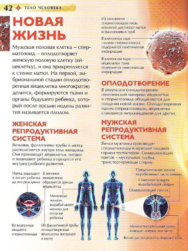 Тело человека (ДЭР)