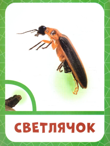 Запуск речи с рождения! Насекомые