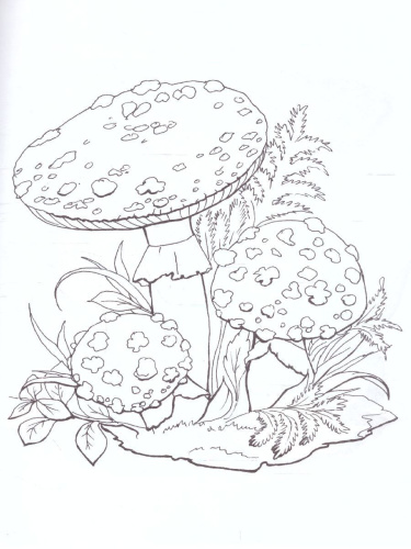 Раскраска "Ядовитые грибы"