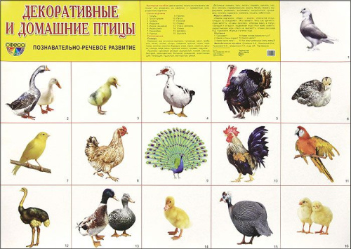 Демонстрационный плакат Домашние и декоративные птицы /А2