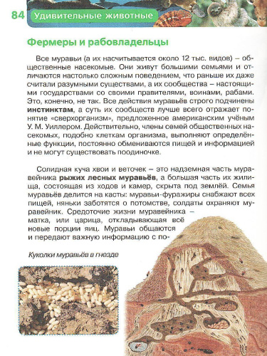Удивительные животные (ДЭР)