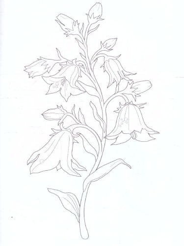 Раскраска Цветная палитра "Цветы"