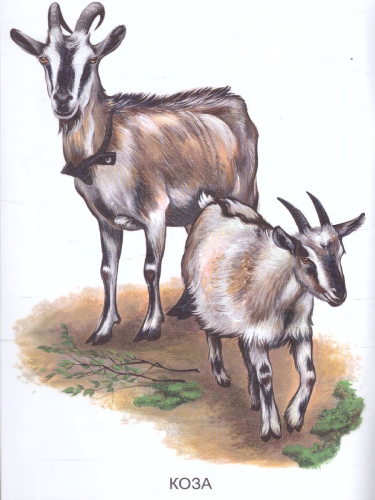 Раскраска "Домашние животные"