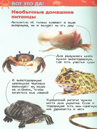 Домашние питомцы. Энциклопедия для детского сада