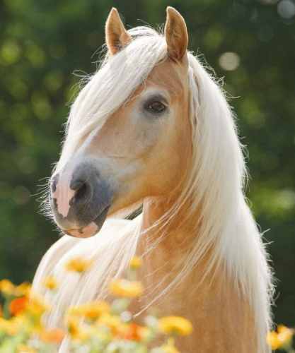 Алмазная мозаика 22х32 cм (классическая) Золотая лошадь