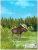 Книжка-раскраска с наклейками. Дикие животные