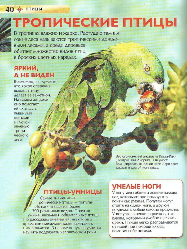Птицы. Детская энциклопедия (Росмэн)