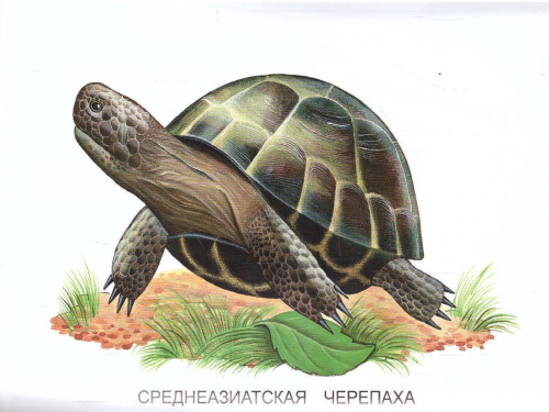 Раскраска "Пресмыкающиеся и земноводные"