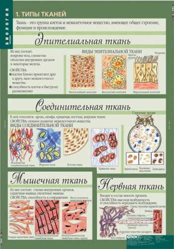 Биология 8-9 класс. Таблицы. Человек. Методическое пособие