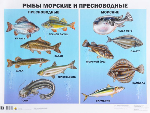 Плакат. Рыбы морские и пресноводные