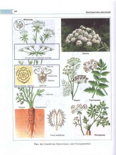 Биология 6 класс. Живые организмы. Растения. Бактерии. Грибы. Учебник