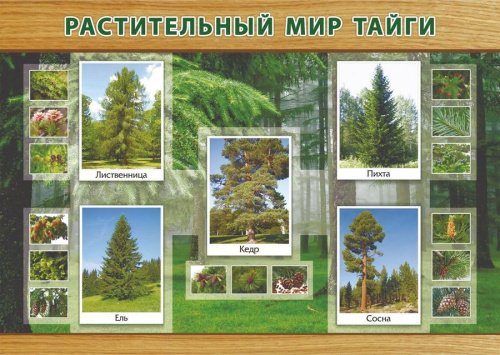 Плакат "Растительный мир тайги" формат А3