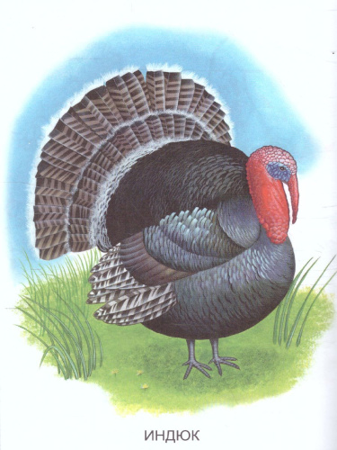 Раскраска "Домашние птицы"