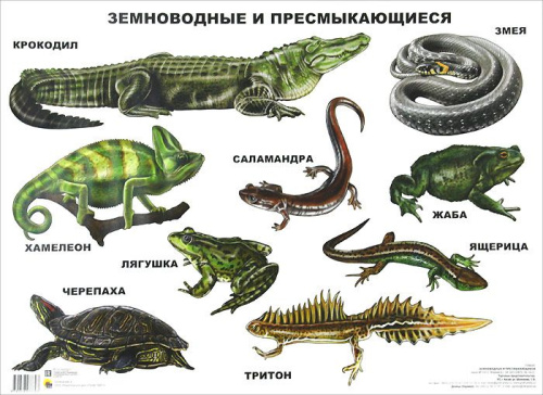 Плакат. Земноводные и пресмыкающиеся
