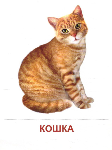 Демонстрационные картинки СУПЕР Домашние животные. 16 демонстрационных картинок с текстом. 173х220 мм